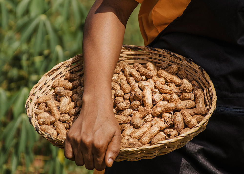 Agricultura e produção alimentar em Moçambique