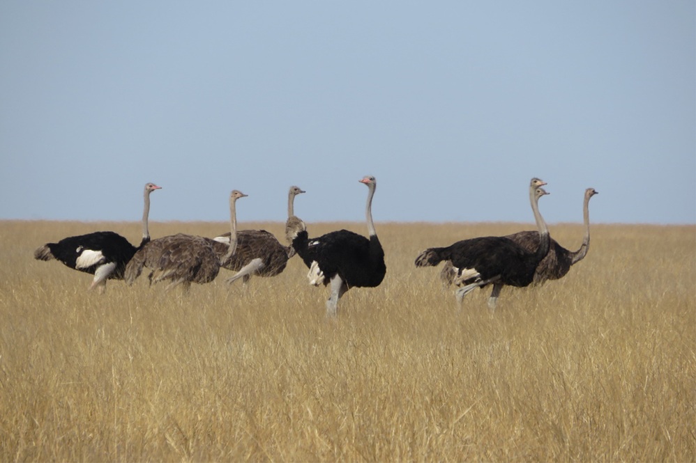 Peace Parks Foundation invests USD 23 million in Mozambican parks